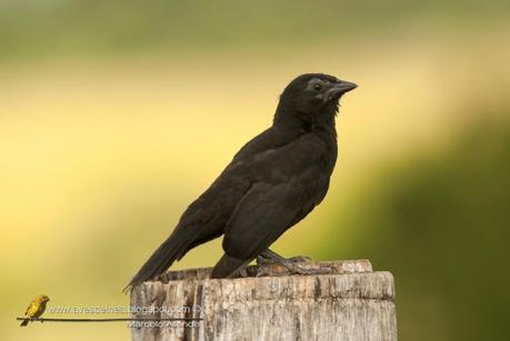 Chopí (Chopi Blackbird) Gnorimopsar chopi