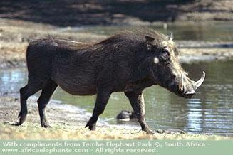 Porca Miseria Porca Miseria