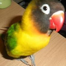 Sileny Reto 10×10: Batalla de Reyes (Profecía de Merlín, I)