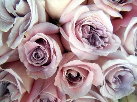 lilac-roses