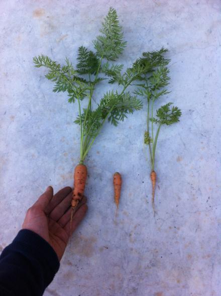 Pequeñas zanahorias
