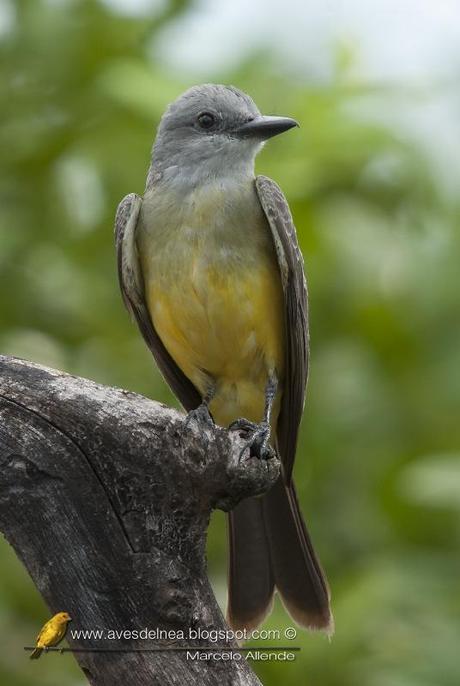 Suirirí real (Tropical Kingbird) Tyrannus melancholicus