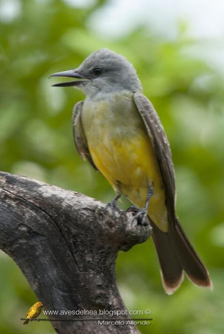 Suirirí real (Tropical Kingbird) Tyrannus melancholicus