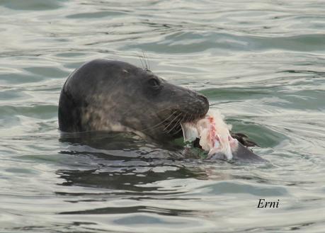 GAVIOTAS VARIADAS Y JÓVENES PAJAREROS