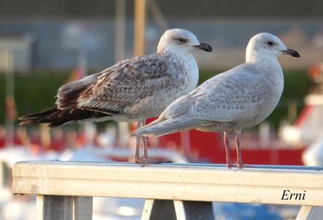 GAVIOTAS VARIADAS Y JÓVENES PAJAREROS