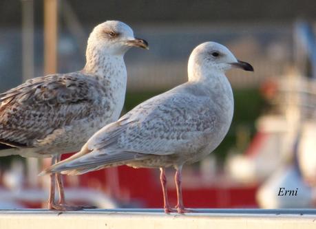 GAVIOTAS VARIADAS Y JÓVENES PAJAREROS