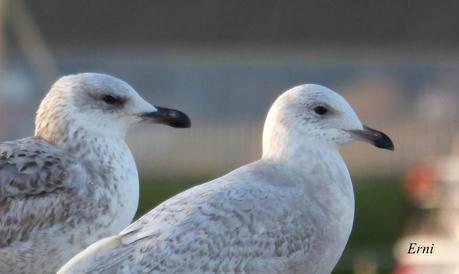 GAVIOTAS VARIADAS Y JÓVENES PAJAREROS