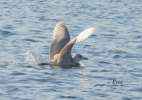 GAVIOTAS VARIADAS Y JÓVENES PAJAREROS