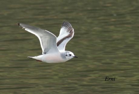 GAVIOTAS VARIADAS Y JÓVENES PAJAREROS