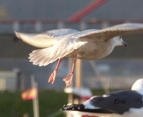 GAVIOTAS VARIADAS Y JÓVENES PAJAREROS