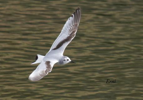 GAVIOTAS VARIADAS Y JÓVENES PAJAREROS