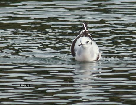 GAVIOTAS VARIADAS Y JÓVENES PAJAREROS