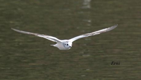 GAVIOTAS VARIADAS Y JÓVENES PAJAREROS