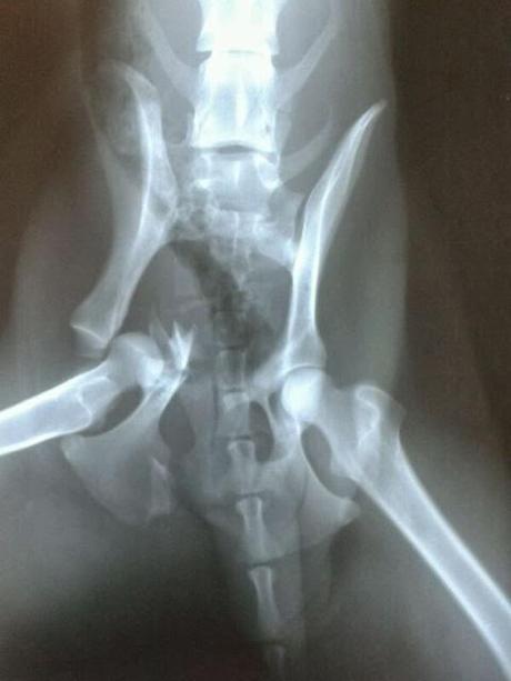 Anahí, al limite de sus fuerzas, nuevo abandono y atropello.