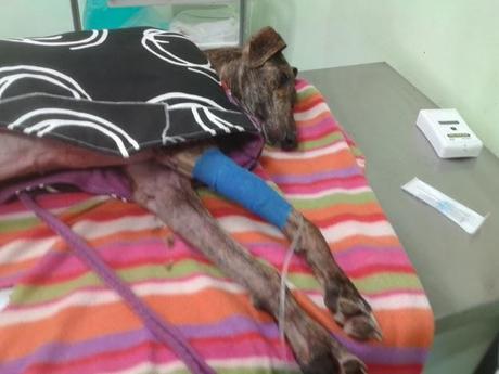 Anahí, al limite de sus fuerzas, nuevo abandono y atropello.