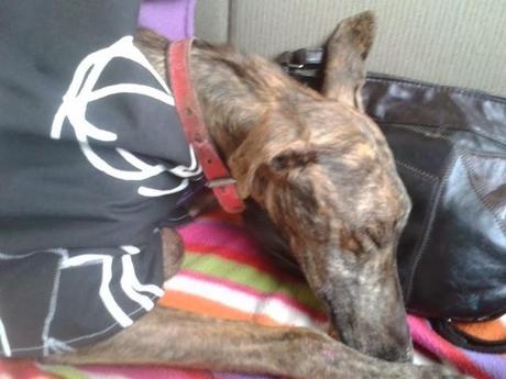 Anahí, al limite de sus fuerzas, nuevo abandono y atropello.