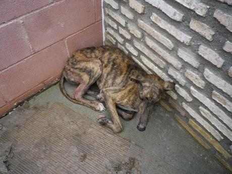 Anahí, al limite de sus fuerzas, nuevo abandono y atropello.