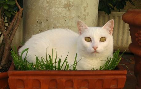 NO ES UN ADIÓS, SINO UN HASTA PRONTO