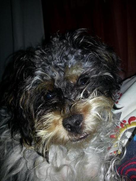 Androidografia Barakaldo 1631