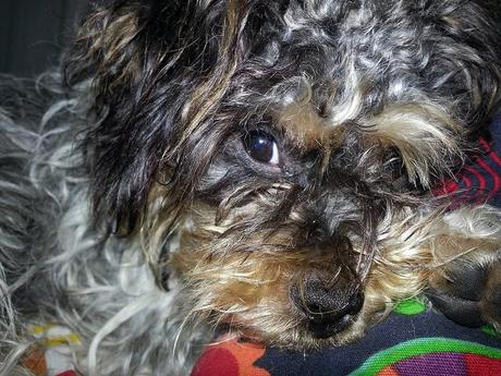 Androidografia Barakaldo 1633