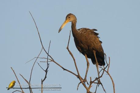 Carau (Limpkin) Aramus guarauna