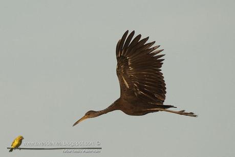 Carau (Limpkin) Aramus guarauna