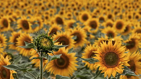 Plasmar en una foto el alma de una mirada.