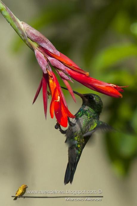 Primero a las flores... luego a los bebederos !!!