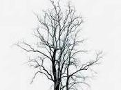 bosque grande profundo, Manuel Darriba