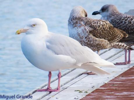ESTE GAVIÓN ME EMOCIONA-SANTURZI-Larus hiperboreus