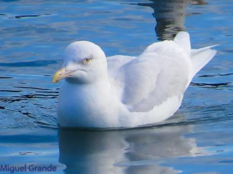 ESTE GAVIÓN ME EMOCIONA-SANTURZI-Larus hiperboreus