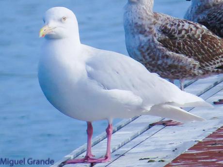 ESTE GAVIÓN ME EMOCIONA-SANTURZI-Larus hiperboreus
