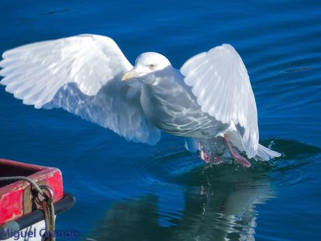 ESTE GAVIÓN ME EMOCIONA-SANTURZI-Larus hiperboreus