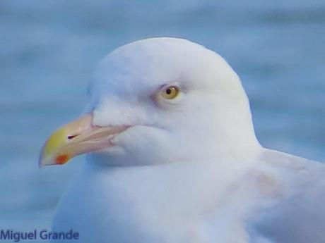 ESTE GAVIÓN ME EMOCIONA-SANTURZI-Larus hiperboreus