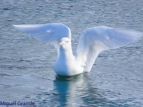 ESTE GAVIÓN ME EMOCIONA-SANTURZI-Larus hiperboreus