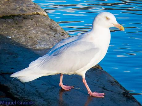 ESTE GAVIÓN ME EMOCIONA-SANTURZI-Larus hiperboreus