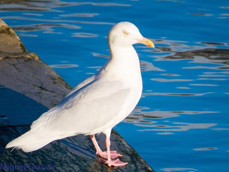 ESTE GAVIÓN ME EMOCIONA-SANTURZI-Larus hiperboreus