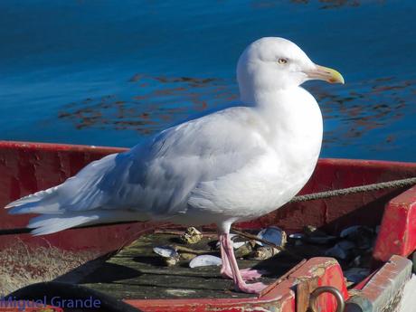 ESTE GAVIÓN ME EMOCIONA-SANTURZI-Larus hiperboreus