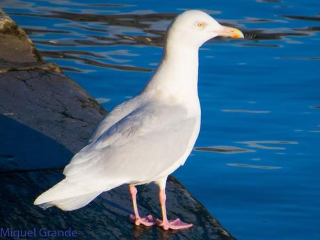 ESTE GAVIÓN ME EMOCIONA-SANTURZI-Larus hiperboreus