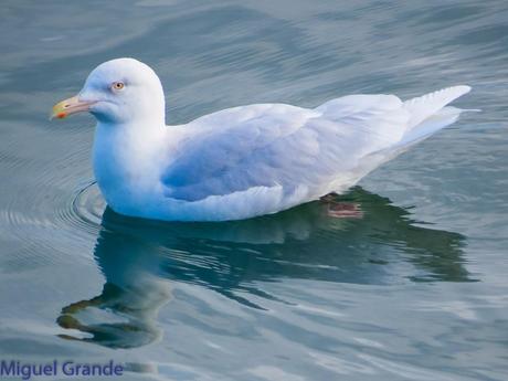 ESTE GAVIÓN ME EMOCIONA-SANTURZI-Larus hiperboreus