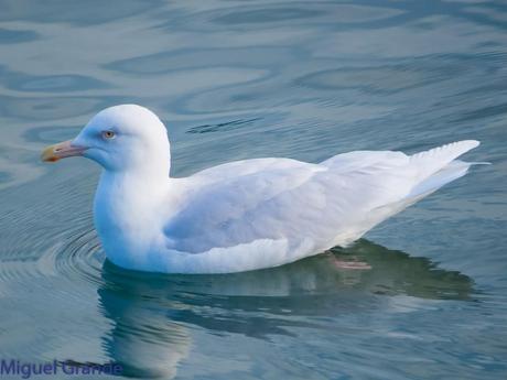 ESTE GAVIÓN ME EMOCIONA-SANTURZI-Larus hiperboreus