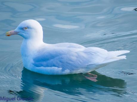 ESTE GAVIÓN ME EMOCIONA-SANTURZI-Larus hiperboreus