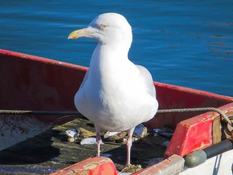 ESTE GAVIÓN ME EMOCIONA-SANTURZI-Larus hiperboreus