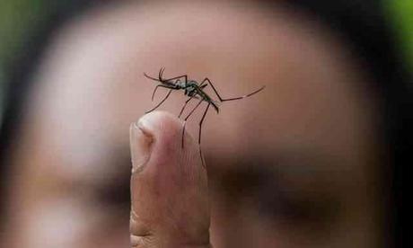 Virus Chikungunya llega a SurAmerica