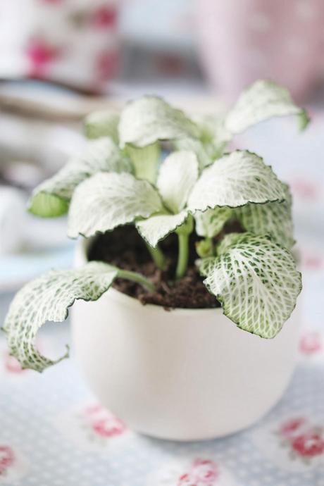 DIY Home - Case Pot cute Kawaii (Funda para maceta cute kawaii)