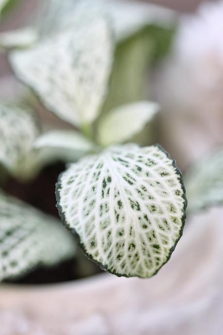 DIY Home - Case Pot cute Kawaii (Funda para maceta cute kawaii)