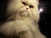 Androidografia Barakaldo CDVI. Hyoga