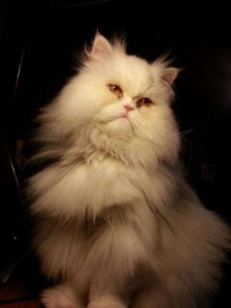 Androidografia Barakaldo 1636