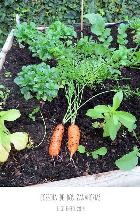 zanahorias