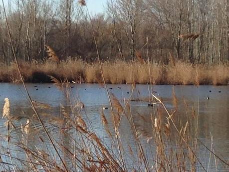 Maratón de Madrid 2014 - Semana 7, 2 Ciclo de volumen (I) -Diario de entrenamiento